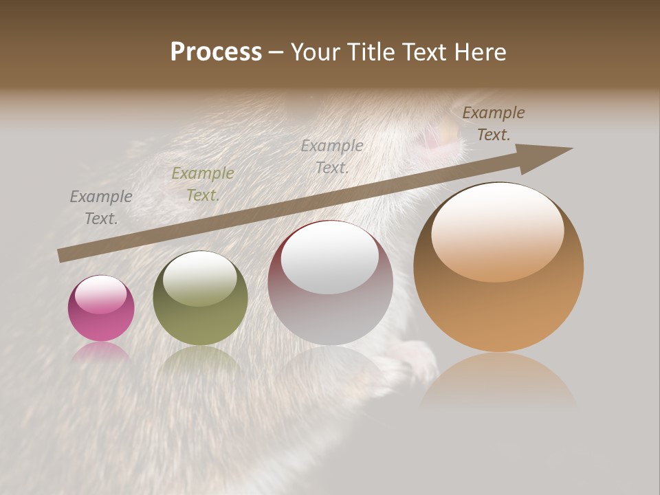 Pet Rat Drinks From Water Bottle Spout PowerPoint Template