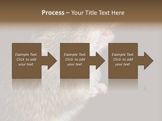 Pet Rat Drinks From Water Bottle Spout PowerPoint Template