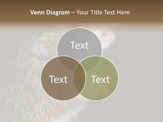 Pet Rat Drinks From Water Bottle Spout PowerPoint Template