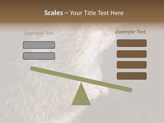 Pet Rat Drinks From Water Bottle Spout PowerPoint Template