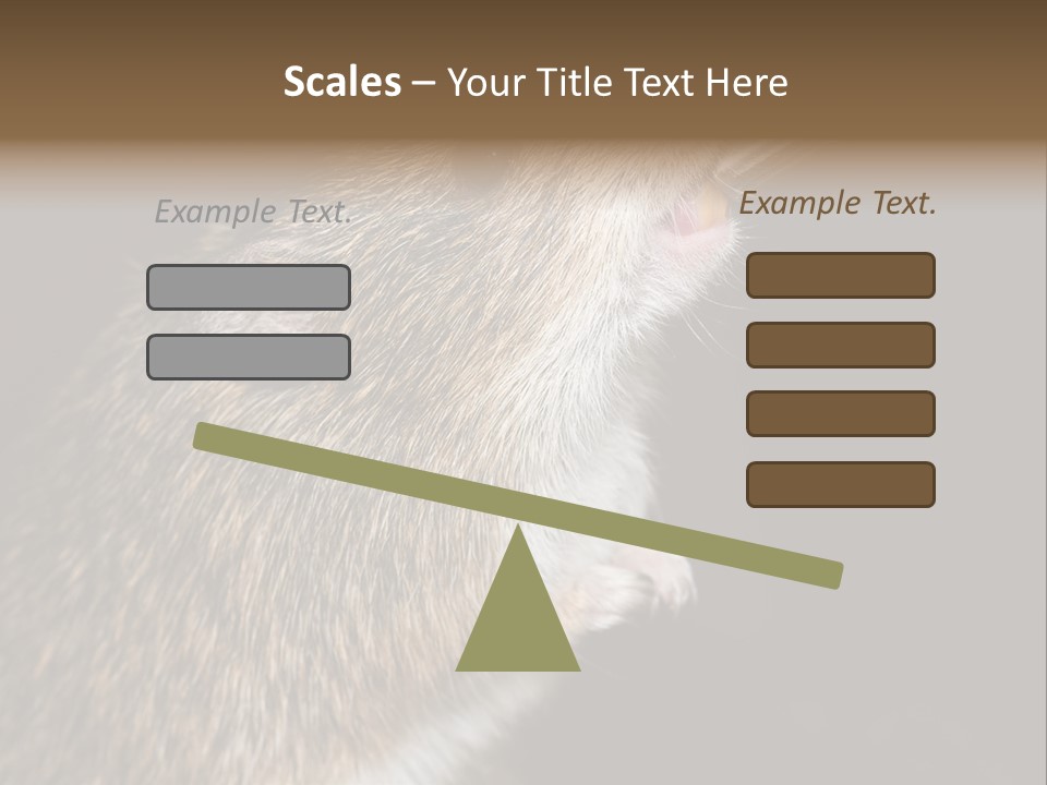 Pet Rat Drinks From Water Bottle Spout PowerPoint Template