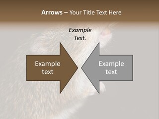 Pet Rat Drinks From Water Bottle Spout PowerPoint Template