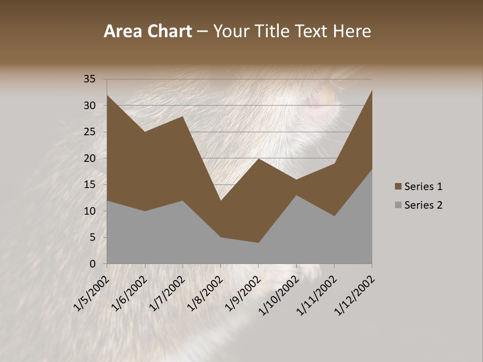 Pet Rat Drinks From Water Bottle Spout PowerPoint Template