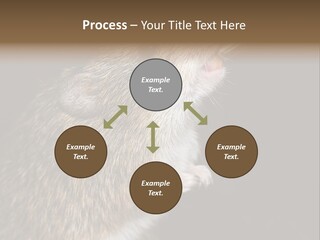 Pet Rat Drinks From Water Bottle Spout PowerPoint Template