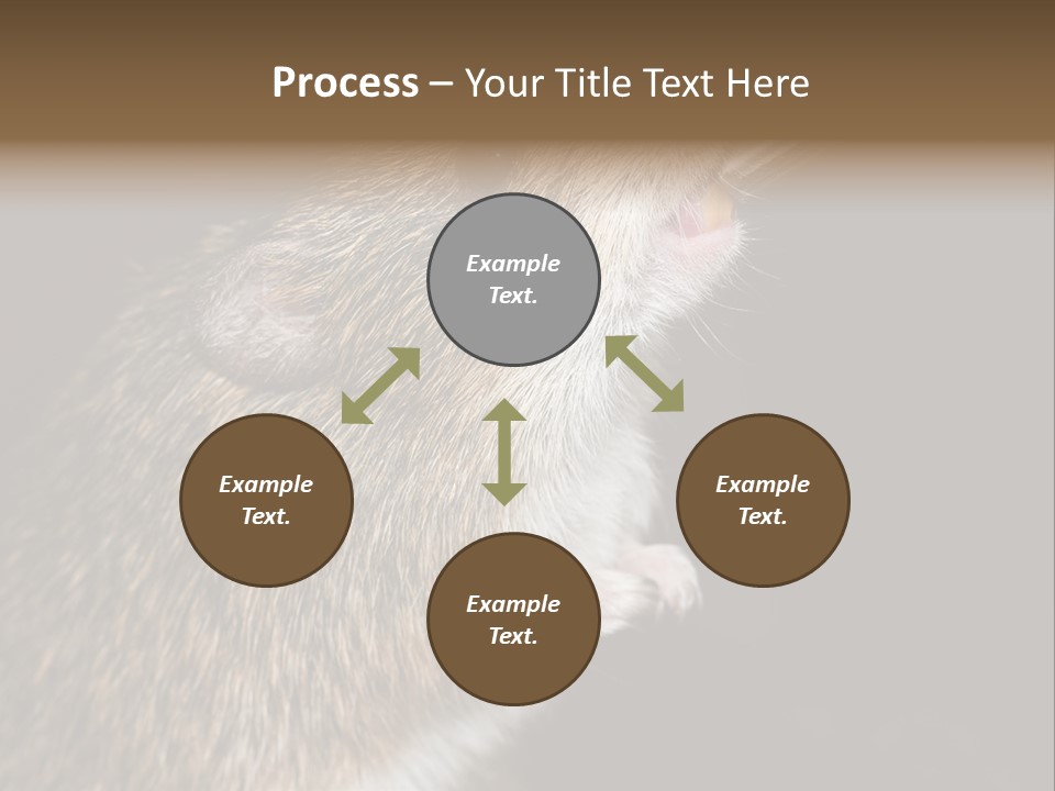 Pet Rat Drinks From Water Bottle Spout PowerPoint Template