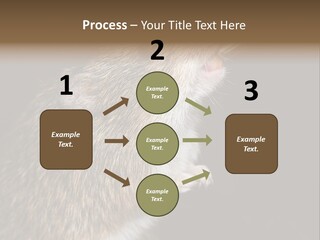 Pet Rat Drinks From Water Bottle Spout PowerPoint Template