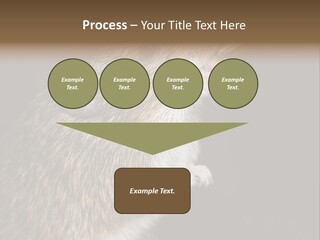 Pet Rat Drinks From Water Bottle Spout PowerPoint Template