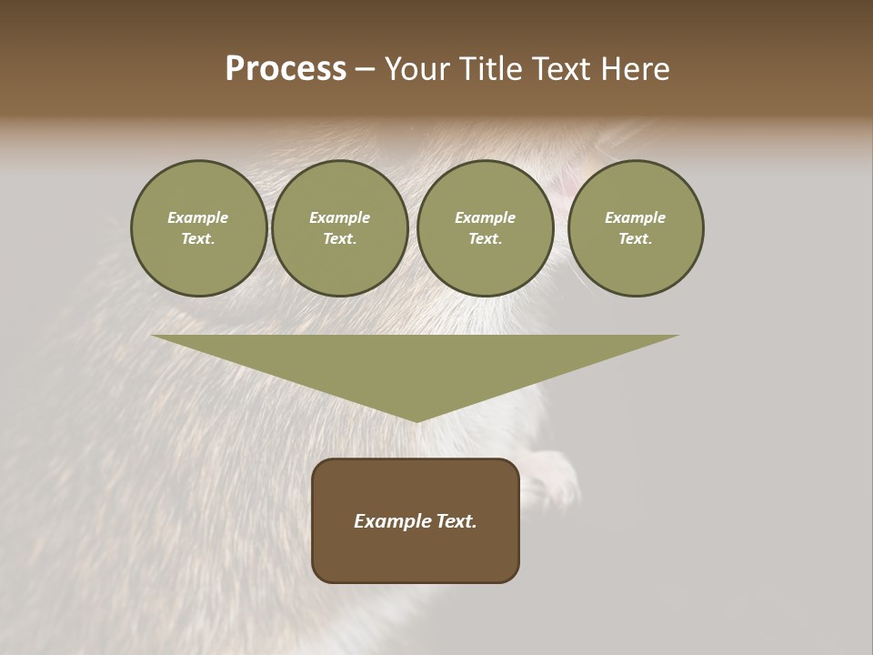 Pet Rat Drinks From Water Bottle Spout PowerPoint Template