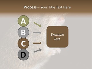 Pet Rat Drinks From Water Bottle Spout PowerPoint Template