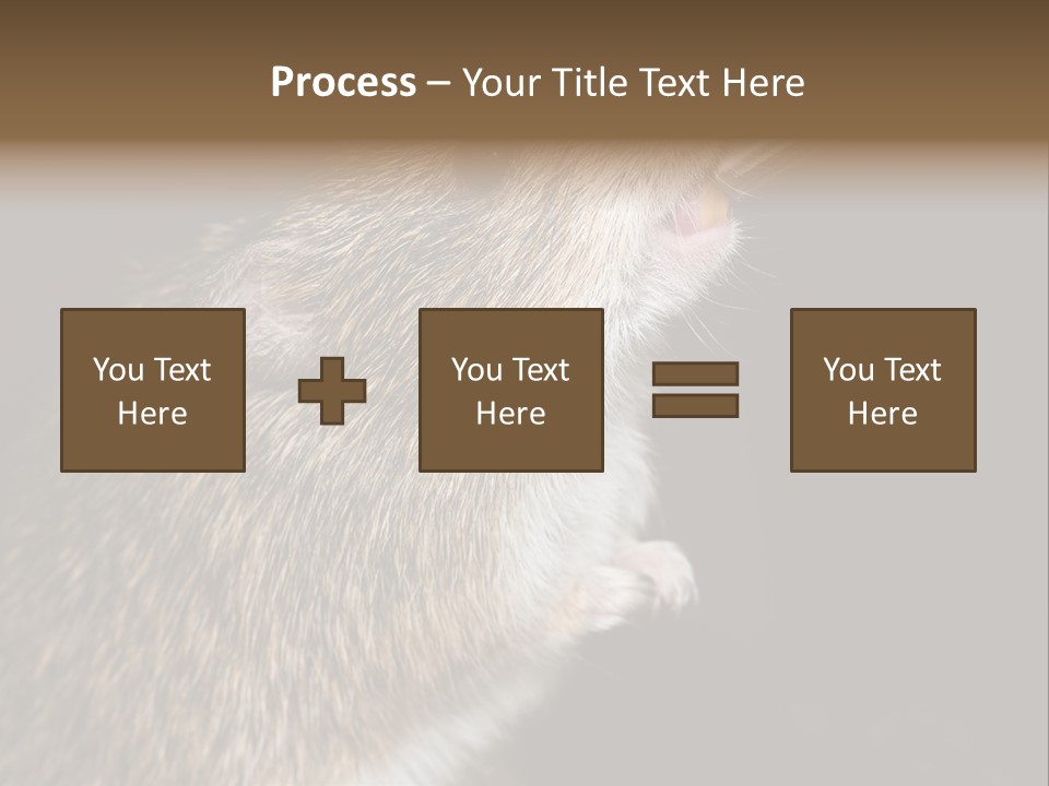 Pet Rat Drinks From Water Bottle Spout PowerPoint Template