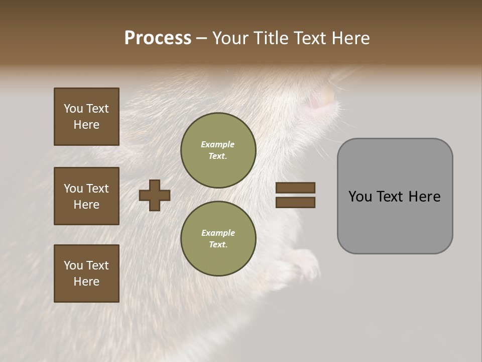 Pet Rat Drinks From Water Bottle Spout PowerPoint Template