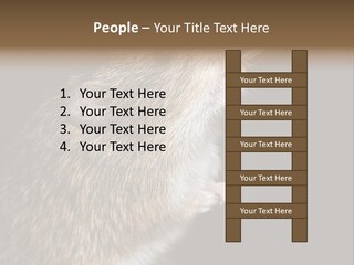 Pet Rat Drinks From Water Bottle Spout PowerPoint Template