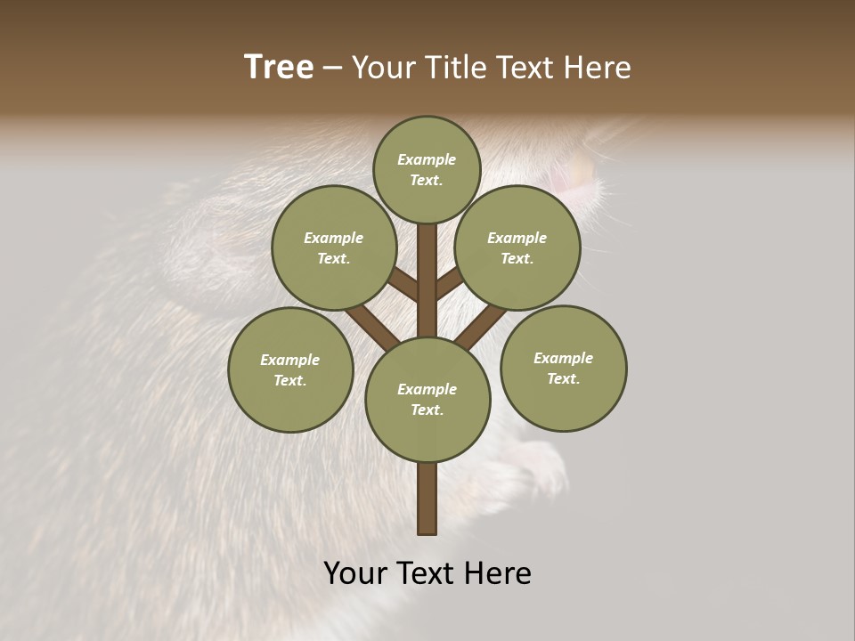 Pet Rat Drinks From Water Bottle Spout PowerPoint Template