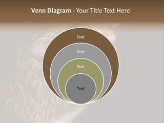 Pet Rat Drinks From Water Bottle Spout PowerPoint Template