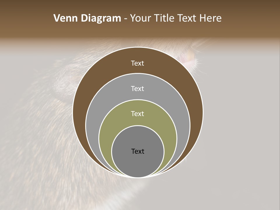 Pet Rat Drinks From Water Bottle Spout PowerPoint Template