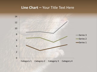 Pet Rat Drinks From Water Bottle Spout PowerPoint Template