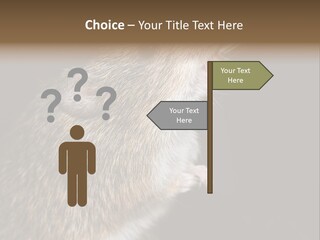 Pet Rat Drinks From Water Bottle Spout PowerPoint Template