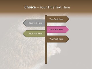 Pet Rat Drinks From Water Bottle Spout PowerPoint Template