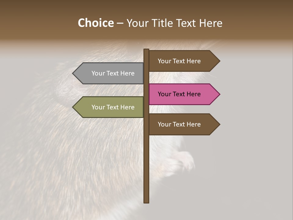 Pet Rat Drinks From Water Bottle Spout PowerPoint Template