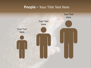 Pet Rat Drinks From Water Bottle Spout PowerPoint Template