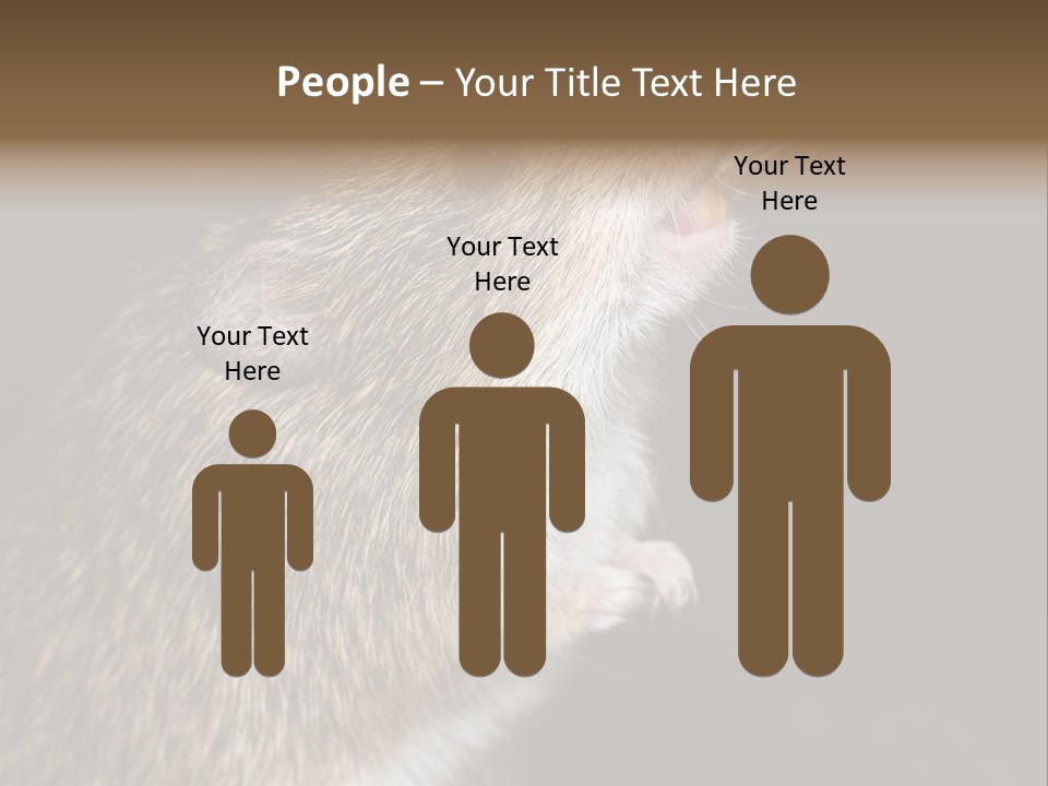 Pet Rat Drinks From Water Bottle Spout PowerPoint Template