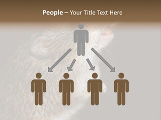 Pet Rat Drinks From Water Bottle Spout PowerPoint Template