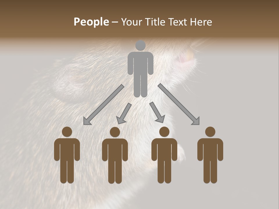 Pet Rat Drinks From Water Bottle Spout PowerPoint Template