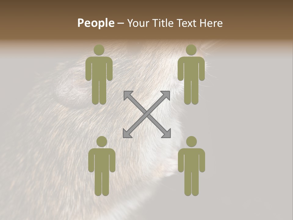 Pet Rat Drinks From Water Bottle Spout PowerPoint Template