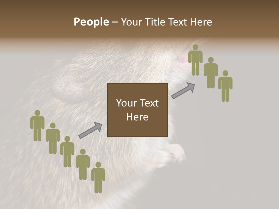 Pet Rat Drinks From Water Bottle Spout PowerPoint Template