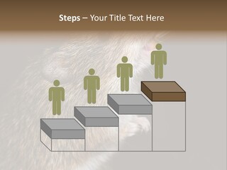 Pet Rat Drinks From Water Bottle Spout PowerPoint Template