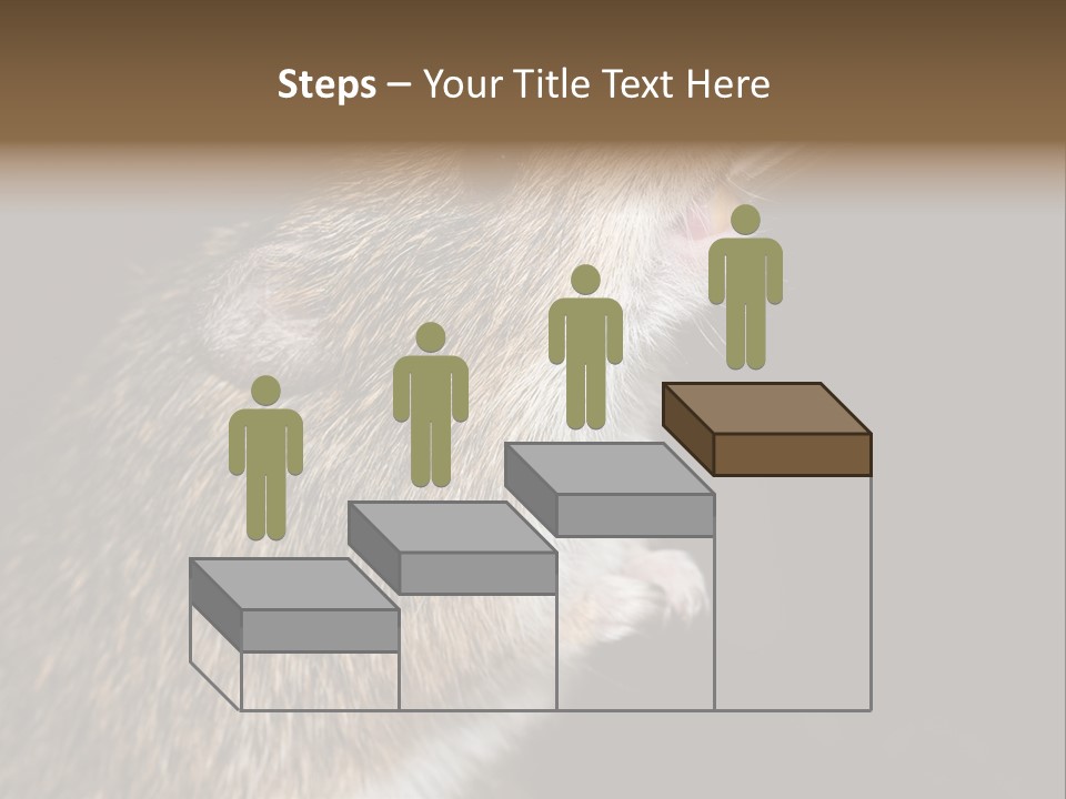 Pet Rat Drinks From Water Bottle Spout PowerPoint Template