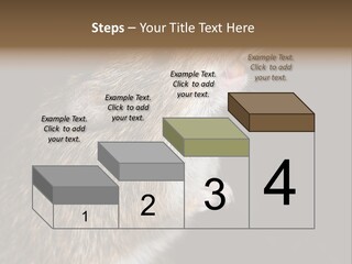 Pet Rat Drinks From Water Bottle Spout PowerPoint Template