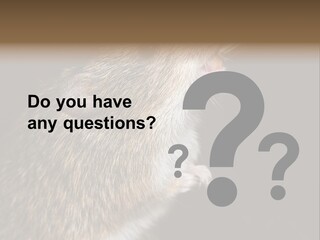 Pet Rat Drinks From Water Bottle Spout PowerPoint Template