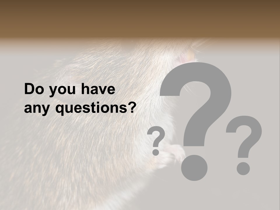 Pet Rat Drinks From Water Bottle Spout PowerPoint Template