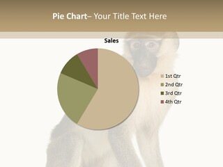 A Monkey Sitting On Top Of A White Surface PowerPoint Template