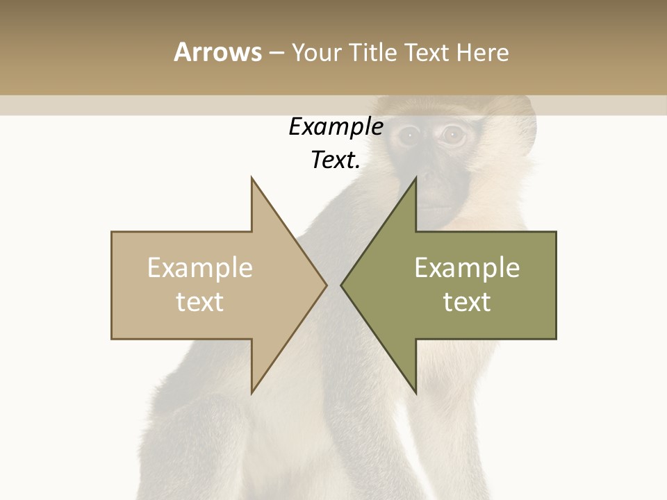 A Monkey Sitting On Top Of A White Surface PowerPoint Template