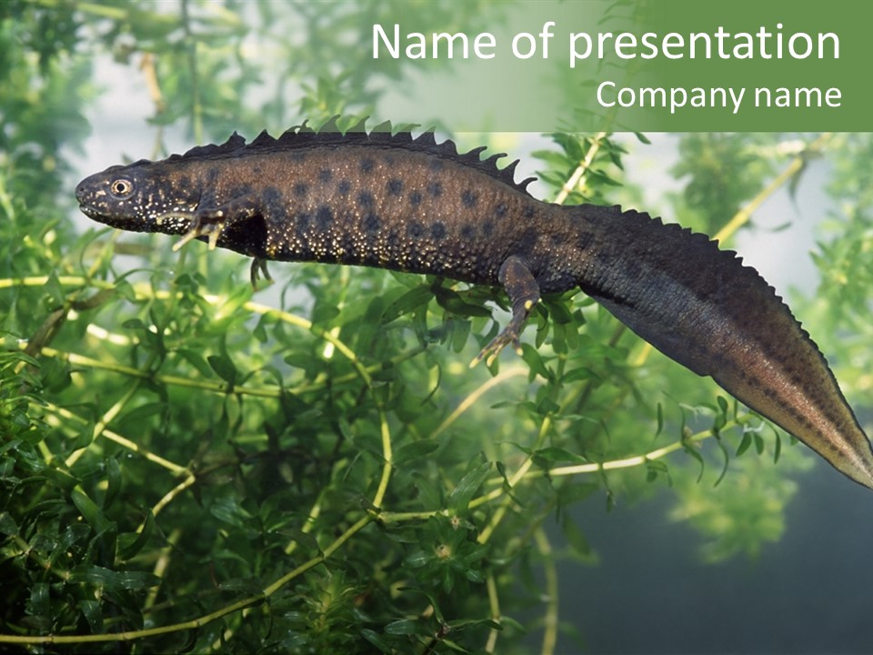 Male Of Great Crested Newt (Triturus Cristatus). His Skin's Color And Crest Is Typical For Breeding Time. PowerPoint Template