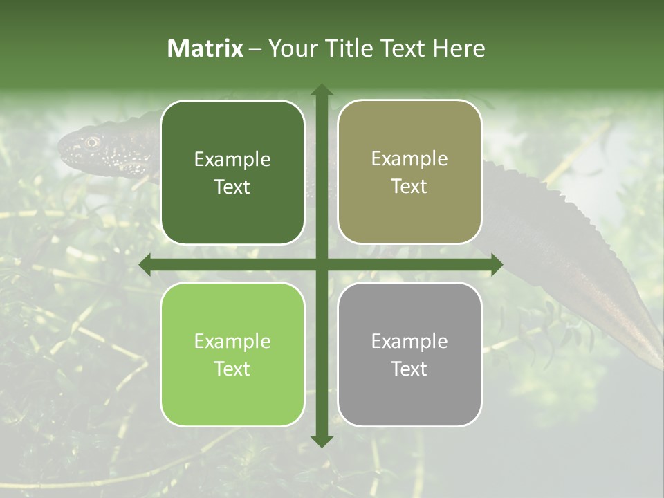 Male Of Great Crested Newt (Triturus Cristatus). His Skin's Color And Crest Is Typical For Breeding Time. PowerPoint Template