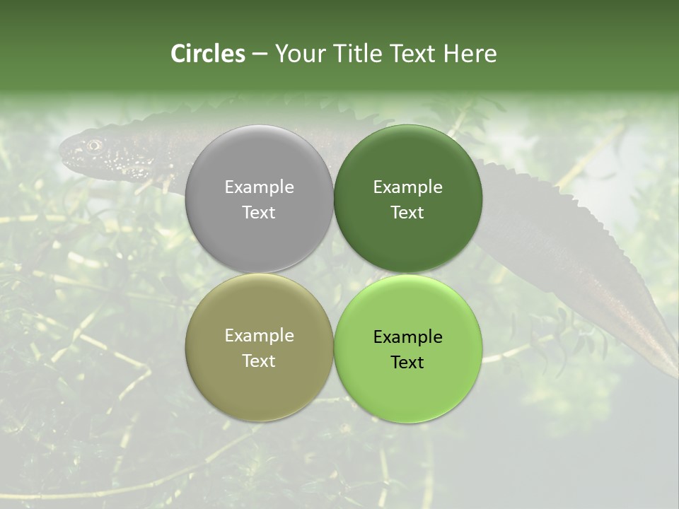 Male Of Great Crested Newt (Triturus Cristatus). His Skin's Color And Crest Is Typical For Breeding Time. PowerPoint Template