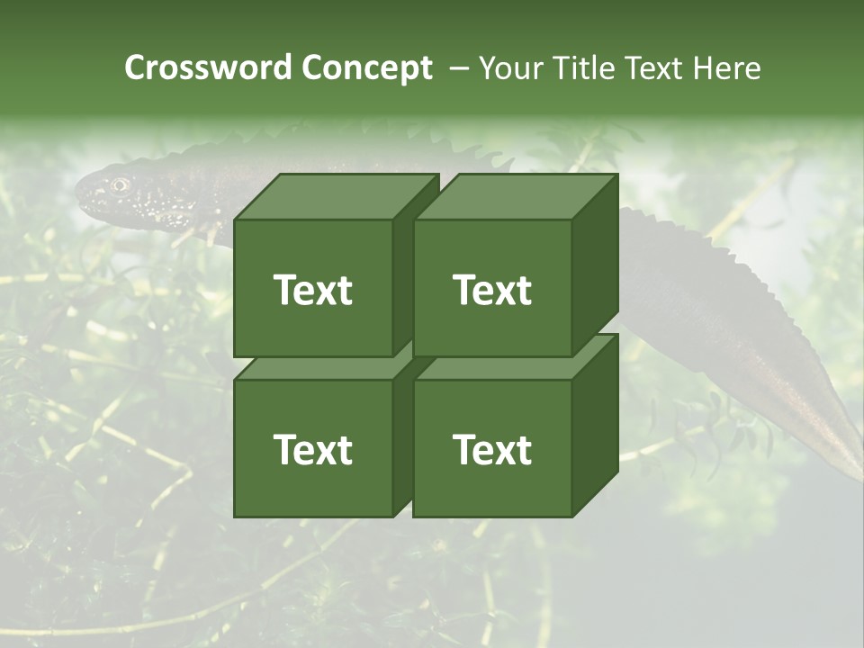 Male Of Great Crested Newt (Triturus Cristatus). His Skin's Color And Crest Is Typical For Breeding Time. PowerPoint Template