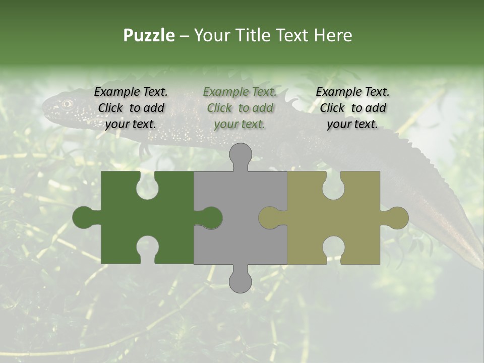 Male Of Great Crested Newt (Triturus Cristatus). His Skin's Color And Crest Is Typical For Breeding Time. PowerPoint Template