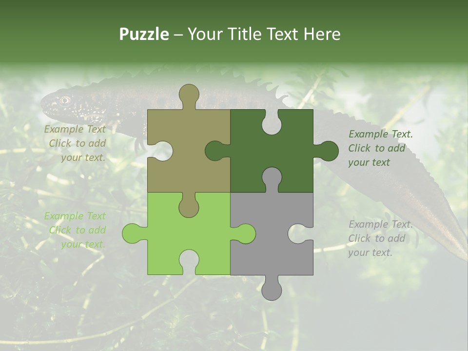 Male Of Great Crested Newt (Triturus Cristatus). His Skin's Color And Crest Is Typical For Breeding Time. PowerPoint Template