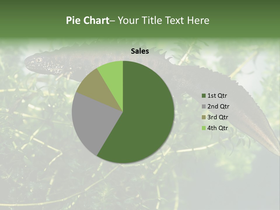 Male Of Great Crested Newt (Triturus Cristatus). His Skin's Color And Crest Is Typical For Breeding Time. PowerPoint Template