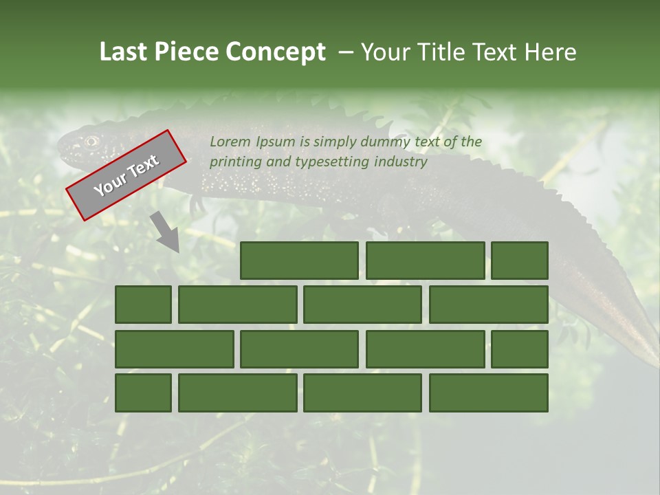 Male Of Great Crested Newt (Triturus Cristatus). His Skin's Color And Crest Is Typical For Breeding Time. PowerPoint Template