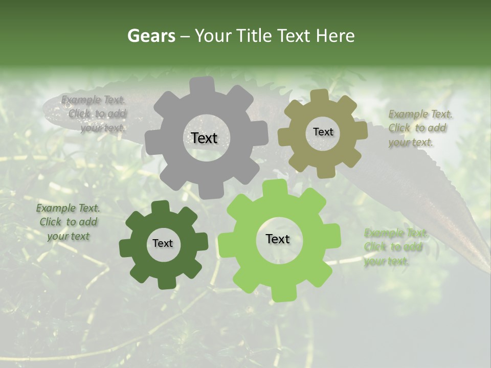 Male Of Great Crested Newt (Triturus Cristatus). His Skin's Color And Crest Is Typical For Breeding Time. PowerPoint Template