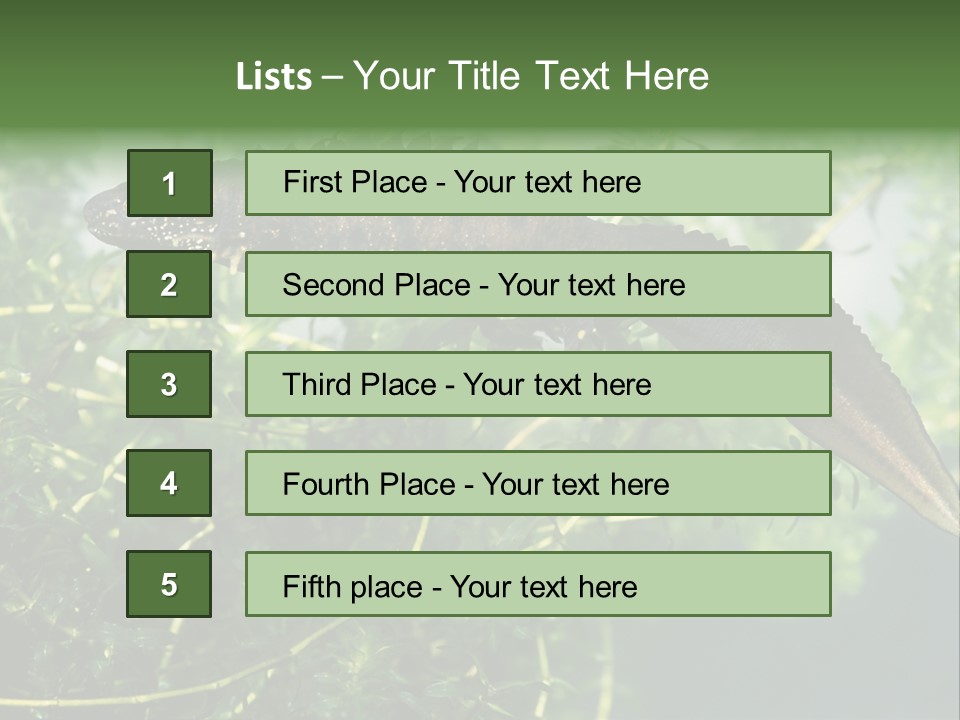Male Of Great Crested Newt (Triturus Cristatus). His Skin's Color And Crest Is Typical For Breeding Time. PowerPoint Template