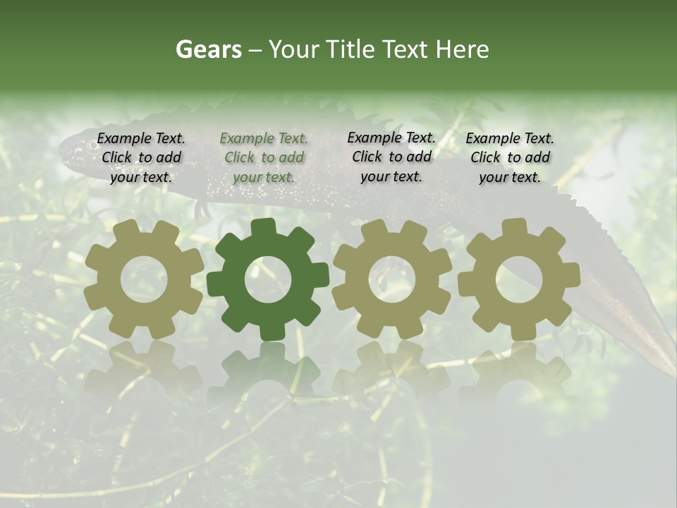 Male Of Great Crested Newt (Triturus Cristatus). His Skin's Color And Crest Is Typical For Breeding Time. PowerPoint Template