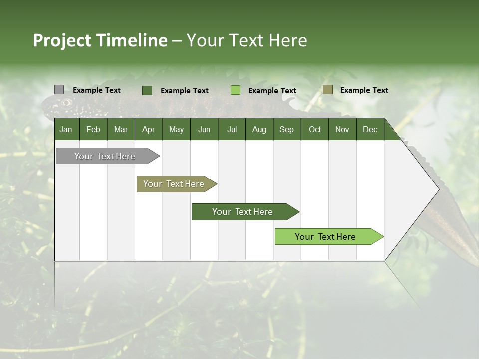 Male Of Great Crested Newt (Triturus Cristatus). His Skin's Color And Crest Is Typical For Breeding Time. PowerPoint Template