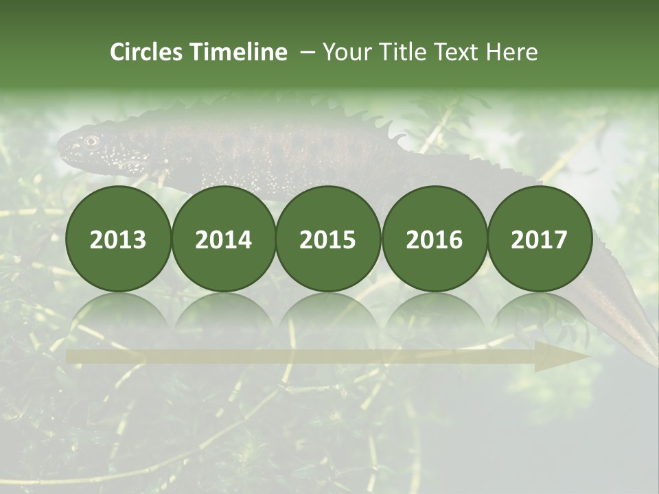 Male Of Great Crested Newt (Triturus Cristatus). His Skin's Color And Crest Is Typical For Breeding Time. PowerPoint Template