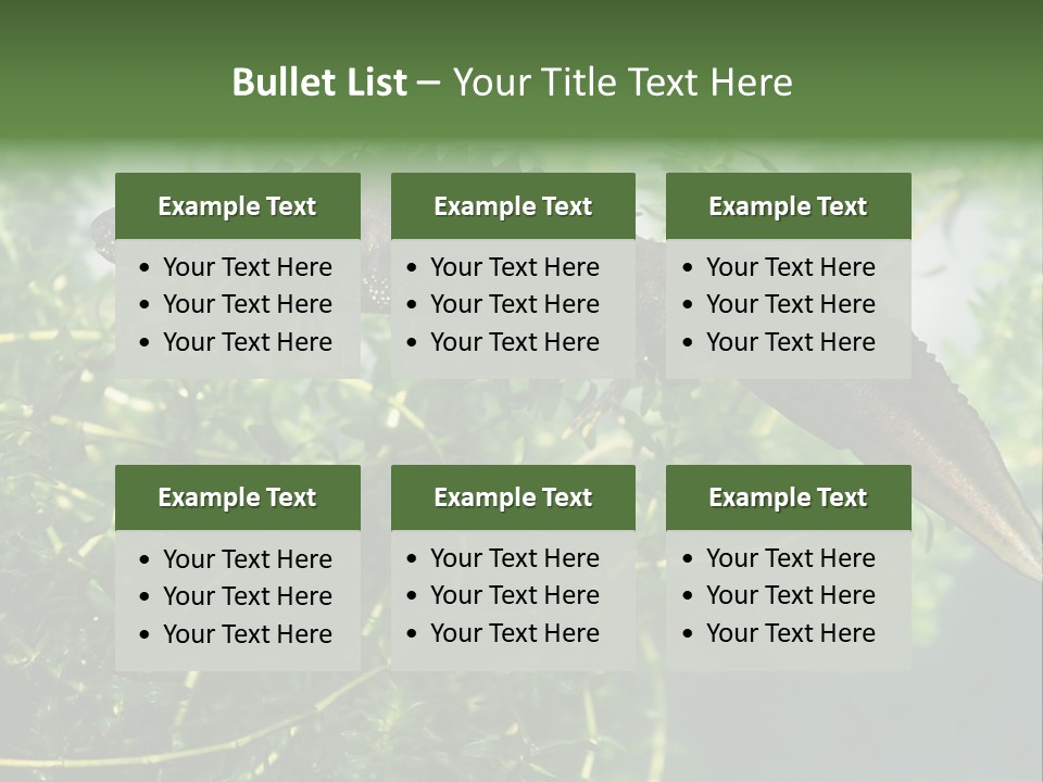 Male Of Great Crested Newt (Triturus Cristatus). His Skin's Color And Crest Is Typical For Breeding Time. PowerPoint Template